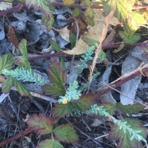 Hypericum gramineum at Mount Taylor - 6 May 2018 01:35 PM