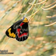 Delias harpalyce (Imperial Jezebel) at Meroo National Park - 3 Sep 2017 by Charles Dove