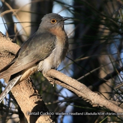 Cacomantis flabelliformis (Fan-tailed Cuckoo) at Ulladulla, NSW - 2 Sep 2017 by CharlesDove