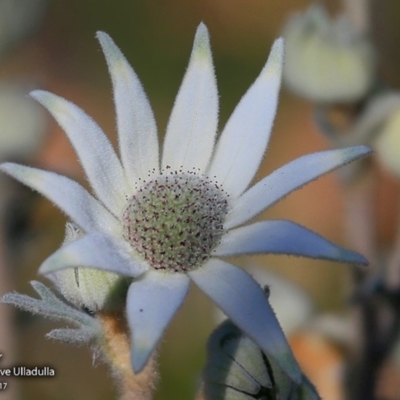 Actinotus helianthi (Flannel Flower) at South Pacific Heathland Reserve - 1 Sep 2017 by CharlesDove