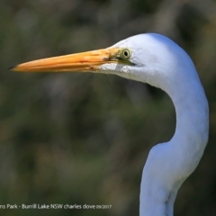 Ardea alba (Great Egret) at Burrill Lake, NSW - 5 Sep 2017 by Charles Dove