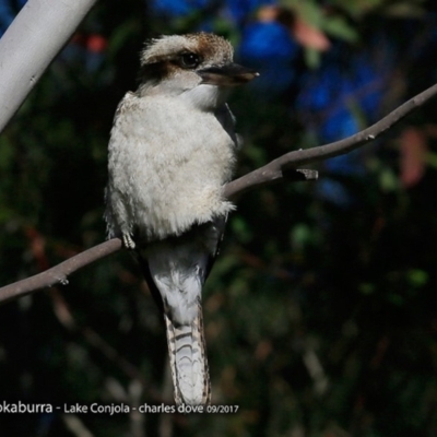 Dacelo novaeguineae (Laughing Kookaburra) at Burrill Lake, NSW - 1 Sep 2017 by CharlesDove