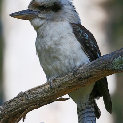 Dacelo novaeguineae (Laughing Kookaburra) at Narrawallee Foreshore and Reserves Bushcare Group - 3 Sep 2017 by CharlesDove