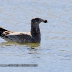Larus pacificus (Pacific Gull) at Undefined - 2 Sep 2017 by CharlesDove