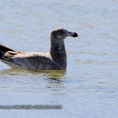 Larus pacificus (Pacific Gull) at Undefined - 2 Sep 2017 by CharlesDove