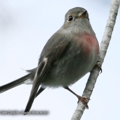 Petroica rosea (Rose Robin) at Undefined - 2 Sep 2017 by CharlesDove