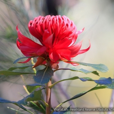 Telopea speciosissima (NSW Waratah) at South Pacific Heathland Reserve - 4 Sep 2017 by CharlesDove