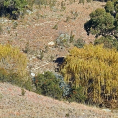 Salix babylonica (Weeping Willow) at Booth, ACT - 22 May 2018 by RodDeb