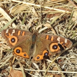 Junonia villida at Tennent, ACT - 22 May 2018