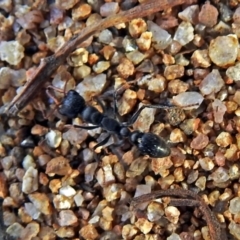 Myrmecia sp., pilosula-group (Jack jumper) at Rendezvous Creek, ACT - 22 May 2018 by RodDeb