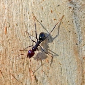 Iridomyrmex purpureus at Booth, ACT - 22 May 2018 02:35 PM