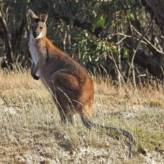 Notamacropus rufogriseus at Booth, ACT - 22 May 2018 02:52 PM