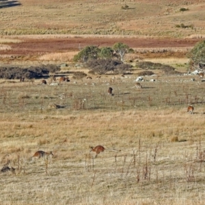 Notamacropus rufogriseus at Booth, ACT - 22 May 2018 02:52 PM