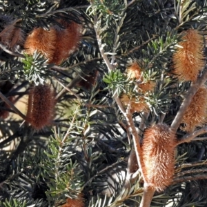 Banksia marginata at Booth, ACT - 22 May 2018