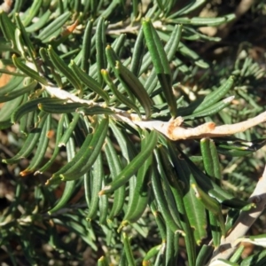 Banksia marginata at Booth, ACT - 22 May 2018