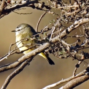 Acanthiza chrysorrhoa at Booth, ACT - 22 May 2018 03:25 PM