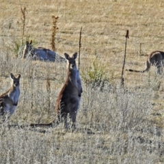 Macropus giganteus (Eastern Grey Kangaroo) at Booth, ACT - 22 May 2018 by RodDeb