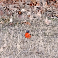 Petroica phoenicea (Flame Robin) at Booth, ACT - 22 May 2018 by RodDeb