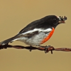 Petroica boodang (Scarlet Robin) at Paddys River, ACT - 22 May 2018 by RodDeb