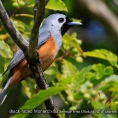 Monarcha melanopsis (Black-faced Monarch) at Undefined - 29 Oct 2017 by Charles Dove