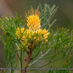 Petrophile pedunculata (Conesticks) at South Pacific Heathland Reserve - 24 Oct 2017 by CharlesDove