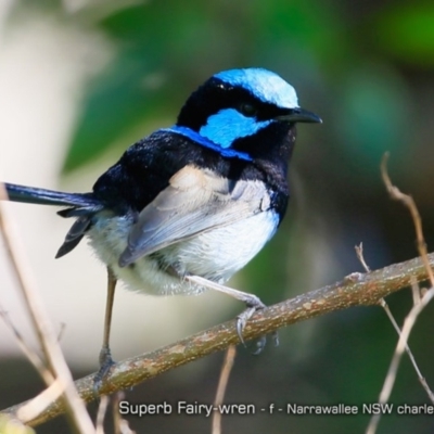 Malurus cyaneus (Superb Fairywren) at Undefined - 24 Oct 2017 by CharlesDove