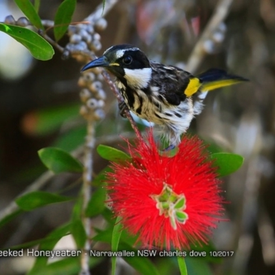 Phylidonyris niger (White-cheeked Honeyeater) at Undefined - 30 Oct 2017 by CharlesDove