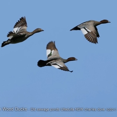 Chenonetta jubata (Australian Wood Duck) at Undefined - 22 Oct 2017 by Charles Dove