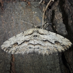 Ectropis excursaria at Conder, ACT - 10 Dec 2017