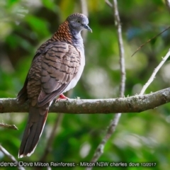 Geopelia humeralis (Bar-shouldered Dove) at  - 12 Oct 2017 by CharlesDove