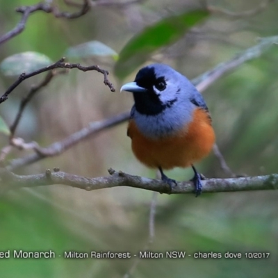 Monarcha melanopsis (Black-faced Monarch) at - 5 Oct 2017 by Charles Dove