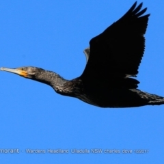 Phalacrocorax carbo (Great Cormorant) at South Pacific Heathland Reserve - 21 Oct 2017 by CharlesDove