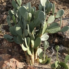 Opuntia stricta at Paddys River, ACT - 15 May 2018 02:08 PM