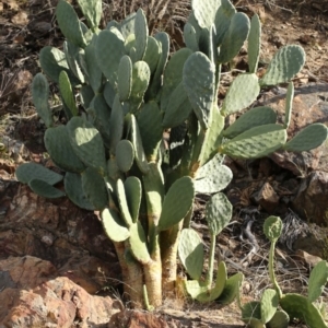 Opuntia stricta at Paddys River, ACT - 15 May 2018 02:08 PM