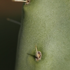 Opuntia stricta at Paddys River, ACT - 15 May 2018