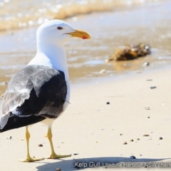 Larus dominicanus (Kelp Gull) at Undefined - 20 Dec 2017 by CharlesDove