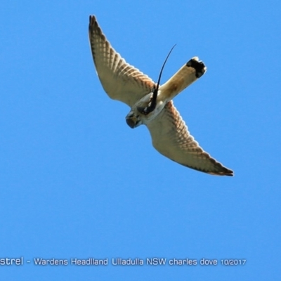 Falco cenchroides (Nankeen Kestrel) at Ulladulla, NSW - 24 Oct 2017 by Charles Dove