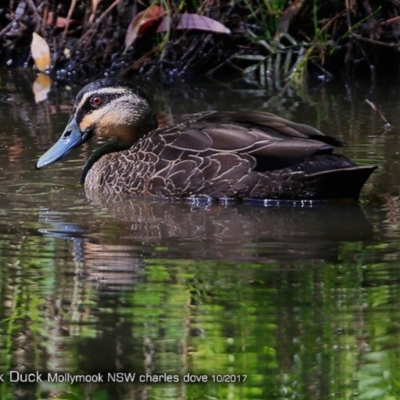 Anas superciliosa (Pacific Black Duck) at Undefined - 23 Oct 2017 by CharlesDove