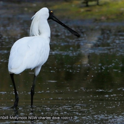 Platalea regia (Royal Spoonbill) at Undefined - 22 Oct 2017 by CharlesDove