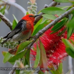 Myzomela sanguinolenta (Scarlet Honeyeater) at Undefined - 26 Oct 2017 by CharlesDove