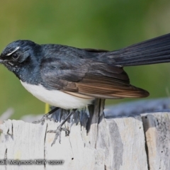 Rhipidura leucophrys (Willie Wagtail) at Undefined - 22 Oct 2017 by Charles Dove