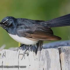 Rhipidura leucophrys (Willie Wagtail) at Undefined - 23 Oct 2017 by CharlesDove