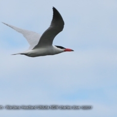 Hydroprogne caspia (Caspian Tern) at Undefined - 17 Oct 2017 by CharlesDove