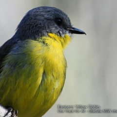 Eopsaltria australis (Eastern Yellow Robin) at Ulladulla Reserves Bushcare - 12 Oct 2017 by CharlesDove