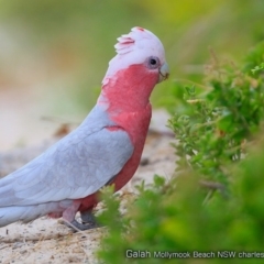 Eolophus roseicapilla (Galah) at Undefined - 14 Oct 2017 by CharlesDove