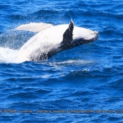 Megaptera novaeangliae (Humpback Whale) at Undefined - 17 Oct 2017 by CharlesDove