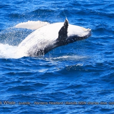 Megaptera novaeangliae (Humpback Whale) at Undefined - 16 Oct 2017 by Charles Dove