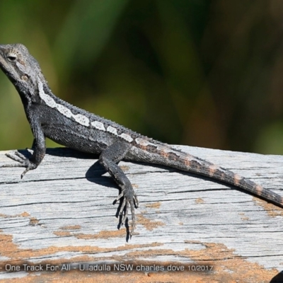 Amphibolurus muricatus (Jacky Lizard) at Ulladulla Reserves Bushcare - 16 Oct 2017 by CharlesDove