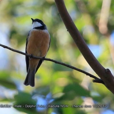 Pachycephala rufiventris (Rufous Whistler) at Dolphin Point, NSW - 9 Oct 2017 by CharlesDove