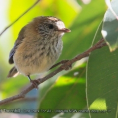 Acanthiza lineata (Striated Thornbill) at Ulladulla, NSW - 9 Oct 2017 by CharlesDove